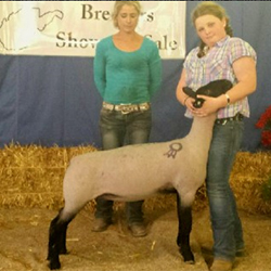 MSB 4-035 Champion Suffolk Wether Dam 2014 WV Breeders Sale MSB 4-035<br />
Champion Suffolk Wether Dam<br />
2014 WV Breeders Sale