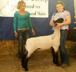 MSB 4-049 Reserve Champion Suffolk Wether Dam 2014 WV Breeders Sale MSB 4-049<br />
Reserve Champion Suffolk Wether Dam<br />
2014 WV Breeders Sale