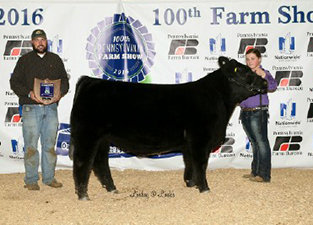 Champion Light Weight Cross Steer 2016 PA Farm Show Champion Light Weight Cross Steer<br />
2016 PA Farm Show