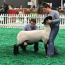First Suffolk Slick Ewe Lamb 2019 JR Show - N.A.I.L.E. First Suffolk Slick Ewe Lamb<br />
2019 JR Show - N.A.I.L.E.