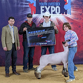 Reserve Champion Overall Commercial Ewe<br />
2021 PAYLE Reserve Champion Overall Commercial Ewe 2021 PAYLE