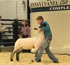 2nd Division 19 Crossbred 2017 PA State Farm Show 2nd Division 19 Crossbred<br />
2017 PA State Farm Show