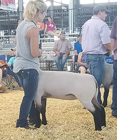 2nd January Suffolk Wether Dam 2018 Midwest Stud Ram and Ewe Sale 2nd January Suffolk Wether Dam<br />
2018 Midwest Stud Ram and Ewe Sale