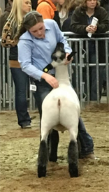 3rd Division 18 Crossbred 2017 PA State Farm Show 3rd Division 18 Crossbred<br />
2017 PA State Farm Show