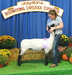 Reserve Champion Suffolk 2016 Keystone International Livestock Show Reserve Champion Suffolk<br />
2016 Keystone International Livestock Show