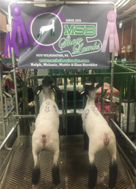Reserve Champion Suffolk Wether & Champion Suffolk Wether Dam 2017 Mid-West Elite Reserve Champion Suffolk Wether &<br />
Champion Suffolk Wether Dam<br />
2017 Mid-West Elite