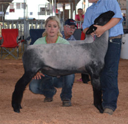 Champion Natural 2014 Midwest Stud Ram Sale - Sedalia Mo. Champion Natural<br />
2014 Midwest Stud Ram Sale - Sedalia Mo.